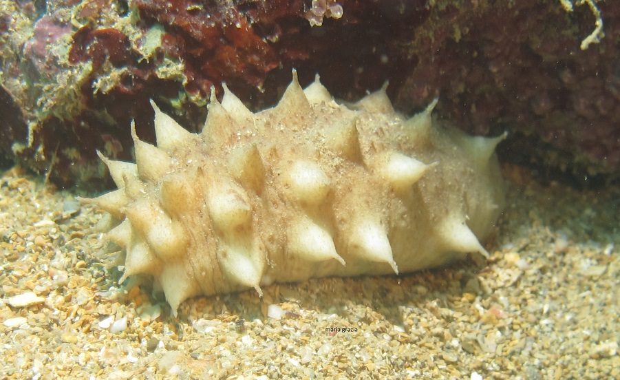 juvenile Holothuria tubulosa